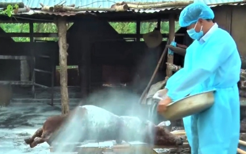 Cán bộ thú y huyện Cư Kuin rải hóa chất xử lý môi trường một con bò chết vì bệnh viêm da nổi cục trên trâu, bò trước khi tiêu hủy.