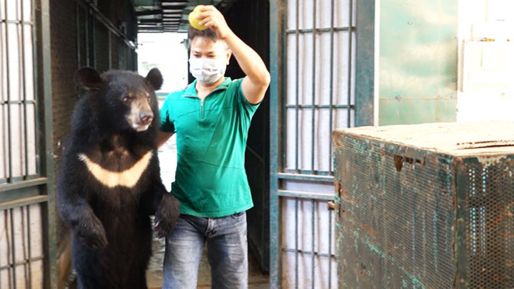 Nghệ sĩ hỗ trợ đưa gấu vào lồng.