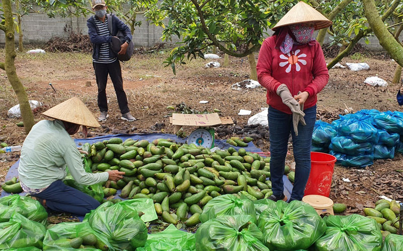 Hàng chục tấn bơ của nông dân huyện Châu Đức (Bà Rịa-Vũng Tàu) được các doanh nghiệp, đoàn viên thanh niên tiêu thụ ngay trong tỉnh.