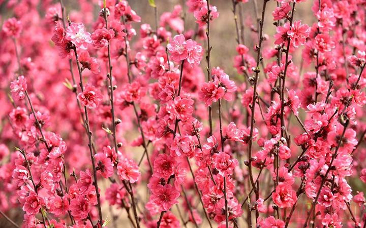 Hoa đào Nhật Tân, Hà Nội (Ảnh minh họa: Trần Hải).
