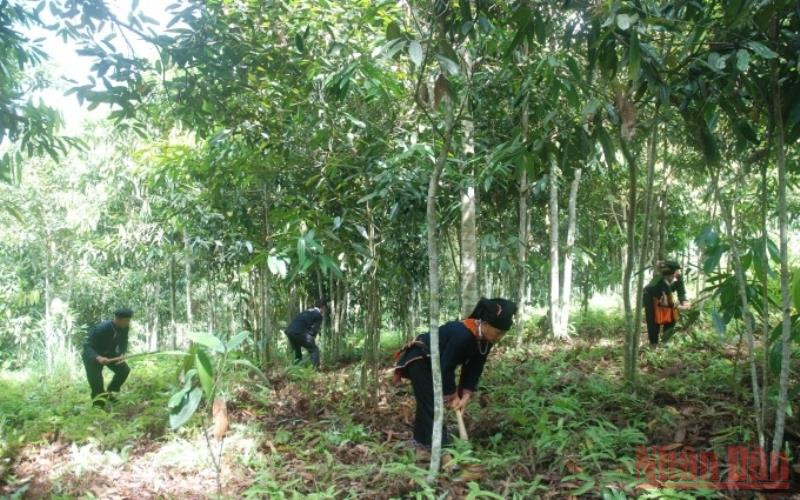 Trồng quế hiện đang là sinh kế cho hàng trăm nghìn hộ dân tộc thiểu số tại các tỉnh vùng sâu vùng xa. (Ảnh: THANH TRÀ)