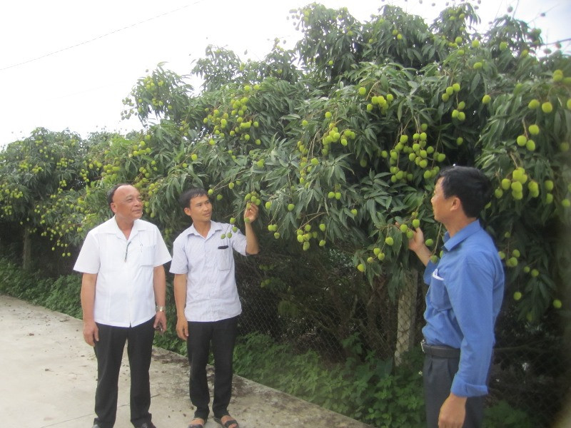 Thăm vườn vải lai chín sớm ở xã Tam Đa, huyện Phù Cừ, tỉnh Hưng Yên.