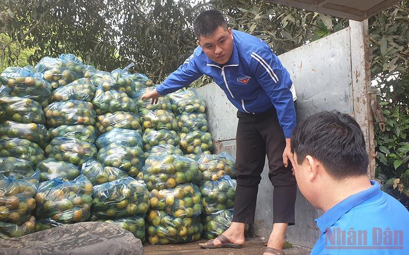 Bà con xã Vân Lợi phấn khởi vì quýt PQ được mùa, được giá.