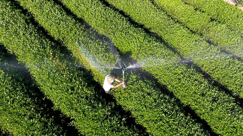 Vùng nguyên liệu chè xã Hùng Sơn, huyện Anh Sơn (Nghệ An). (Ảnh: QUANG DŨNG)