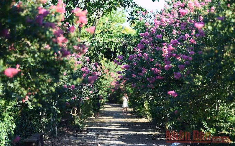 Mùa hoa tường vi