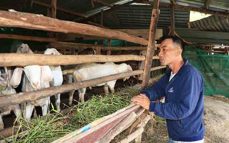 Anh Trương Văn Hào, cư ngụ thôn Trường Sanh, xã Phước Hậu, huyện Ninh Phước, tỉnh Ninh Thuận bên chuồng nuôi 28 con dê gần 1 năm tuổi chưa xuất bán được.