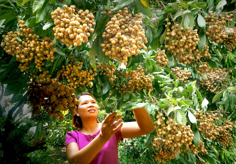Các nhà vườn phường Hồng Châu, thành phố Hưng Yên thu hoạch nhãn chính vụ. (Ảnh: PHẠM THÀNH)