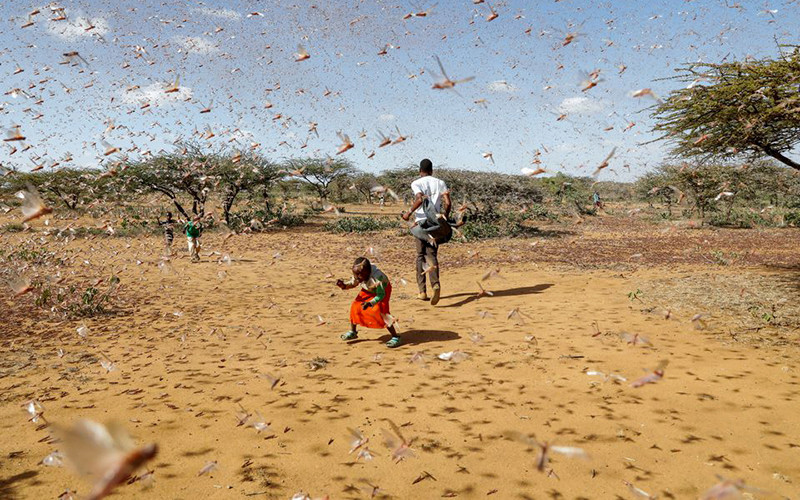 Nạn châu chấu sa mạc ở Naiperere, Kenya, tháng 1 vừa qua.