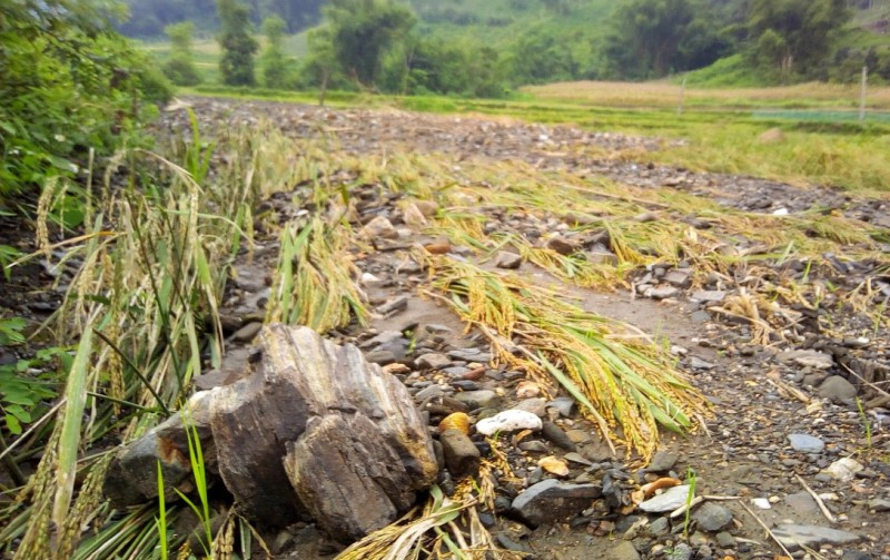 Đất, đá vùi lấp ruộng lúa của người dân thôn Bản Diếu, xã Ngọc Phái. 