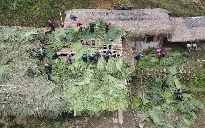 Người Tày ở Bản Liền (Bắc Hà, Lào Cai) lợp lại mái nhà truyền thống bằng lá cọ. (Ảnh: NAM NGUYỄN)