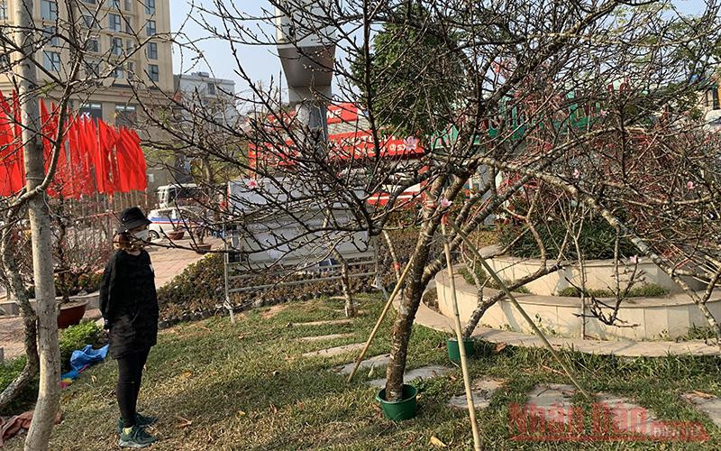 Người Hà Nội thích thú chọn đào vùng cao.