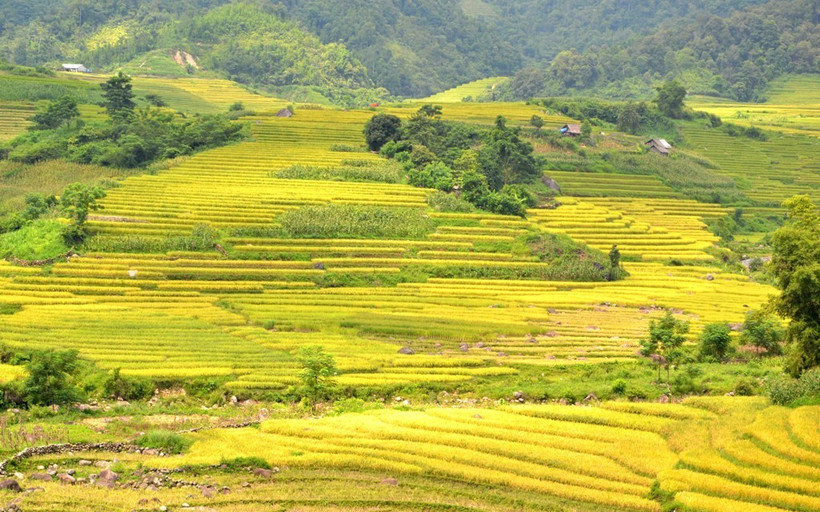 Ruộng bậc thang vàng ruộm lúa chín. (Ảnh: QUỐC HỒNG).