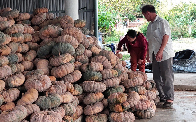 25 tấn bí đỏ gia đình ông Nguyễn Văn Minh, xã Hòa Hội, huyện Phú Hòa vừa thu đành chất đống chờ người thu mua để vớt vát. 