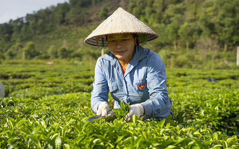 Các nhóm nông dân ứng phó biến đổi khí hậu được thành lập để thích nghi với sự "đỏng đảnh" của ông trời. Ảnh: PANNATURE 