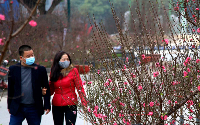 Phải mất vài ngày lượn chợ hoa mới mua được đào quất ưng ý. Ảnh: HỮU NGHỊ