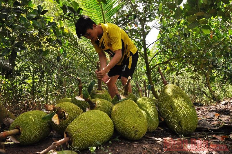 Nông dân xã Mỹ Thành Nam, huyện Cai Lậy (Tiền Giang) thu hoạch mít Thái và vận chuyển đến cơ sở thu mua để bán.