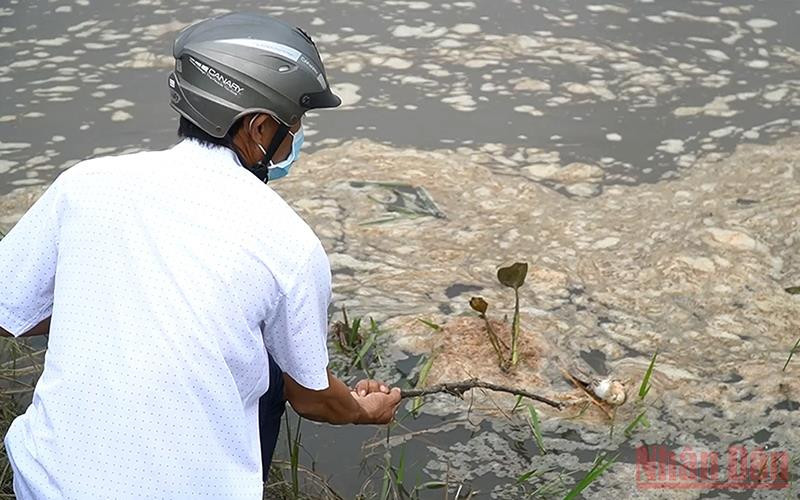 Cá chết bất thường nổi trên sông Hầm Giang.