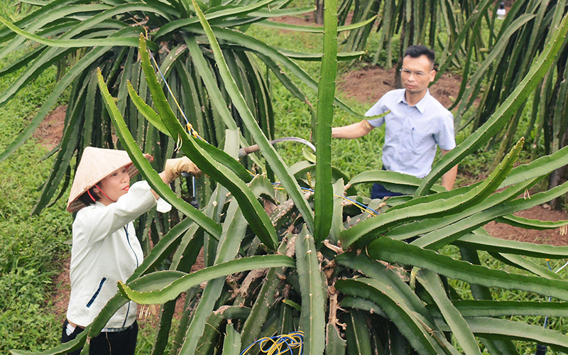 Mô hình trồng cây thanh long ruột đỏ ở xã Vân Trục.