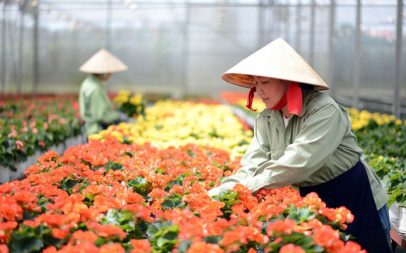 Sản xuất hoa công nghệ cao tại Công ty Dalat Hasfarm.
