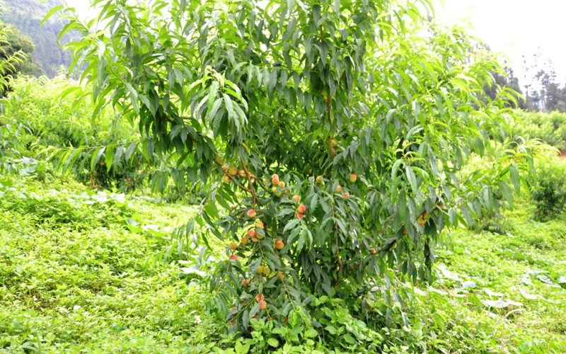 Giống đào Pháp chín sớm thích hợp với khí hậu ôn đới của cao nguyên Bắc Hà.