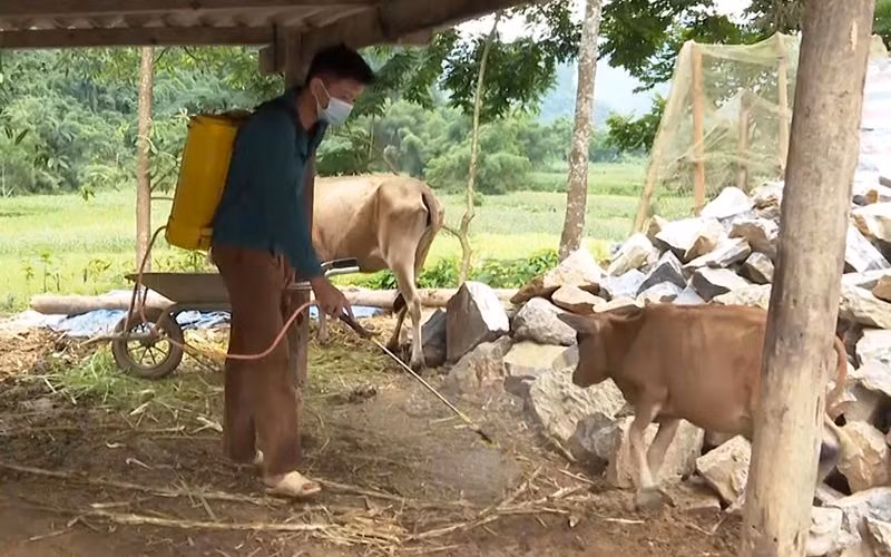 Người dân huyện Lâm Bình (Tuyên Quang) phun thuốc sát trùng khu vực nuôi nhốt trâu, bò.