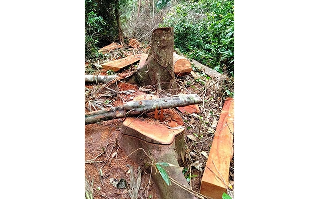 Một gốc cây lim bị đốn hạ trái phép trong rừng Trường Sơn.