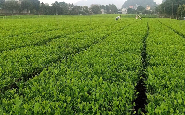 Trồng chè đem lại thu nhập ổn định cho nông dân xã Ba Trại, huyện Ba Vì (Hà Nội). Ảnh: TRẦN SƠN