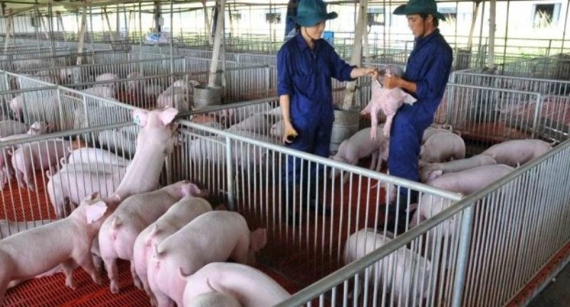 Ngành chăn nuôi đối mặt với nhiều khó khăn thách thức trong những tháng cuối năm.