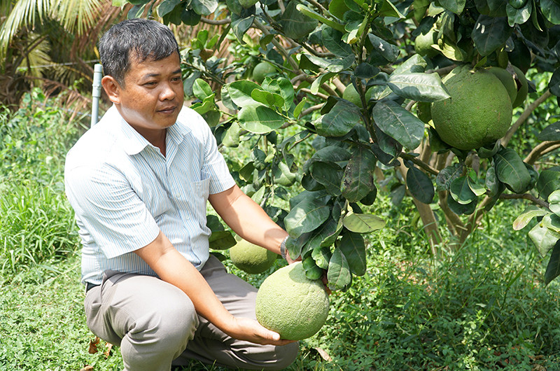 Trồng bưởi mang lại hiệu quả kinh tế cho gia đình anh Lê Thành Thái, xã Phú Hữu, huyện Long Phú (Sóc Trăng).