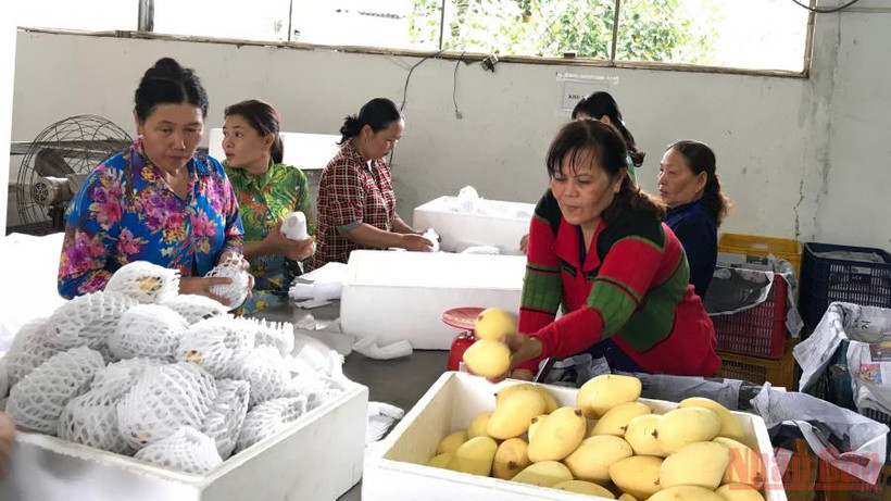 Trái cây là một trong những mặt hàng có nhiều cơ hội gia tăng xuất khẩu vào thị trường châu Âu.