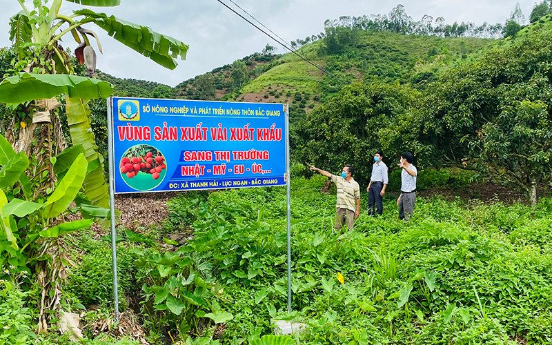 Vùng sản xuất vải xuất khẩu tại xã Thanh Hải, huyện Lục Ngạn (Bắc Giang).