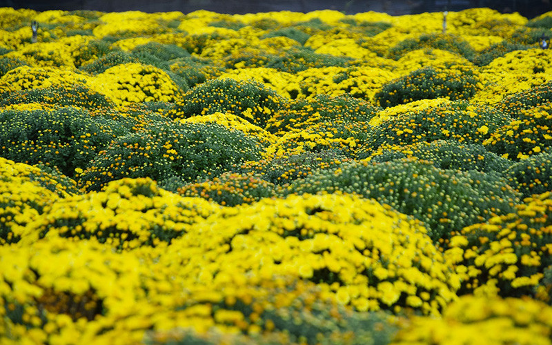 Vườn cúc mâm xôi của anh Nguyễn Văn Tài đã được thương lái mua hết. 