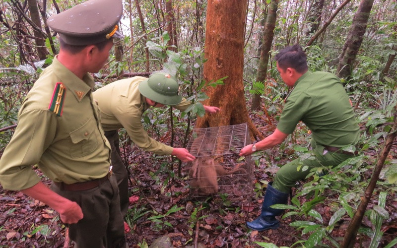 Thả tám cá khỉ quý hiếm về môi trường tự nhiên.