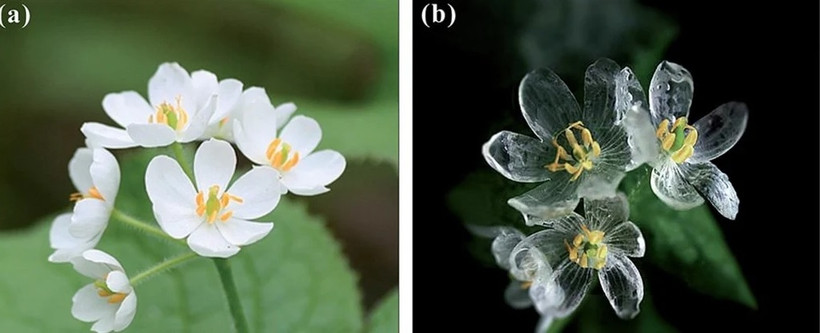 Hoa Diệp Hà Sơn lúc trời nắng ráo (trái) và khi mưa (phải). 