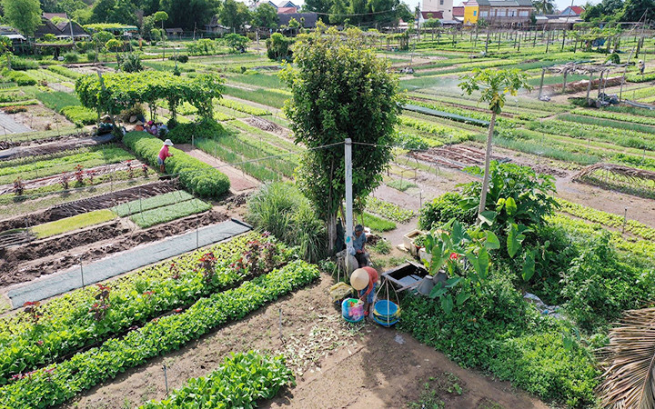 Vẻ đẹp làng rau Trà Quế nhìn từ trên cao. (Ảnh KIM LIÊN)