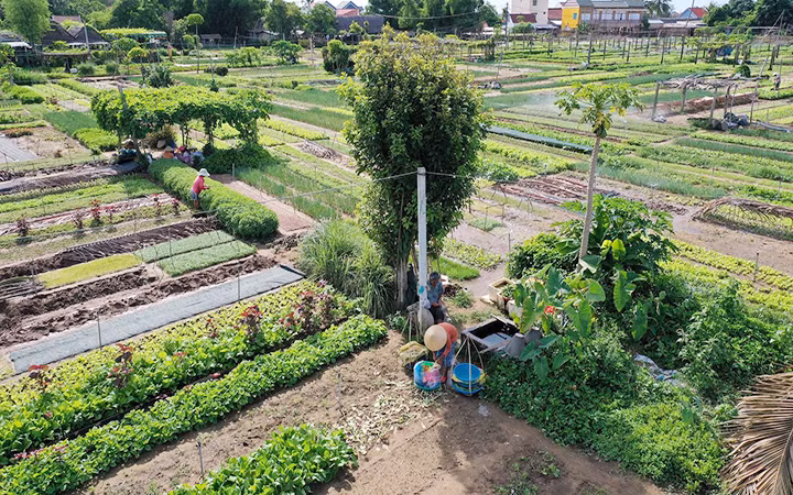 Vẻ đẹp làng rau Trà Quế nhìn từ trên cao. (Ảnh KIM LIÊN)