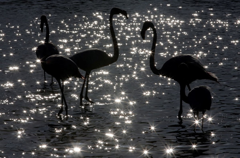 Những con hồng hạc tụ tập trong công viên tự nhiên vùng Camargue, gần Arles, miền nam nước Pháp. (Ảnh: Reuters).