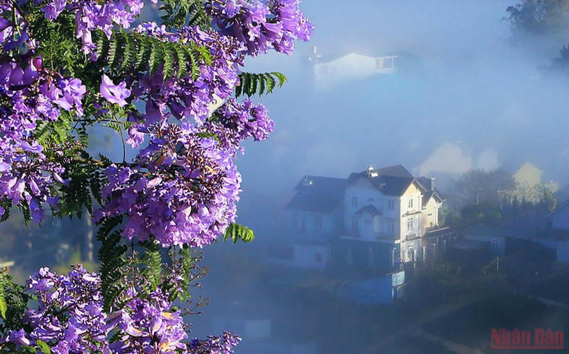 “Đà Lạt mùa màu tím và sương” qua kiến giải của Kỷ lục gia-Tiến sĩ Phạm S