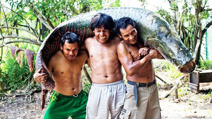 Cá arapaima góp phần cải thiện đời sống người dân địa phương. Ảnh: BLOOMBERG