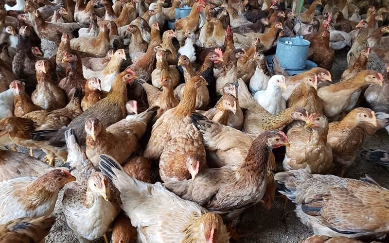 Gà ri giá rẻ là loại gà ri được nuôi theo mô hình công nghiệp.