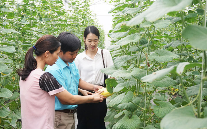 Mô hình dưa công nghệ đang phát triển tại Yên Dũng.