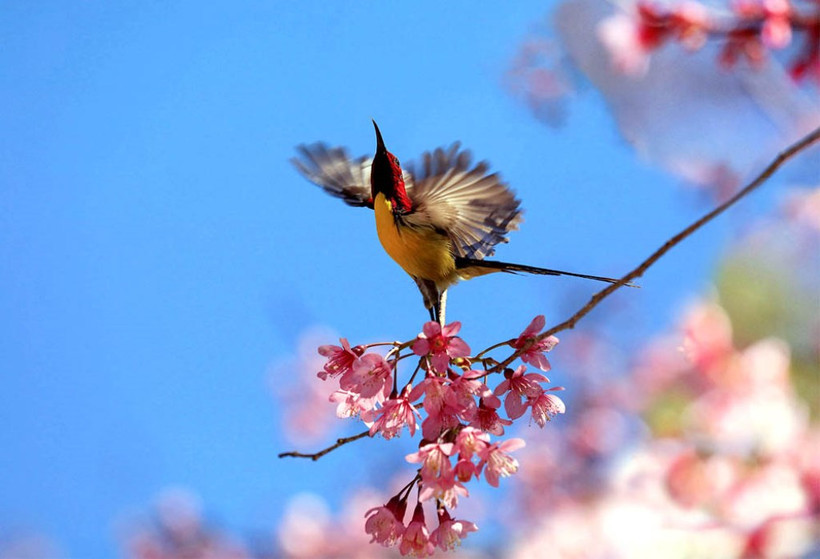“Săn” vũ điệu xuân