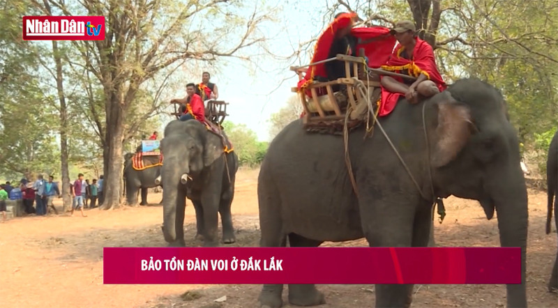 Bảo tồn đàn voi ở Đắk Lắk