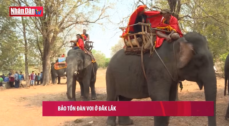 Bảo tồn đàn voi ở Đắk Lắk