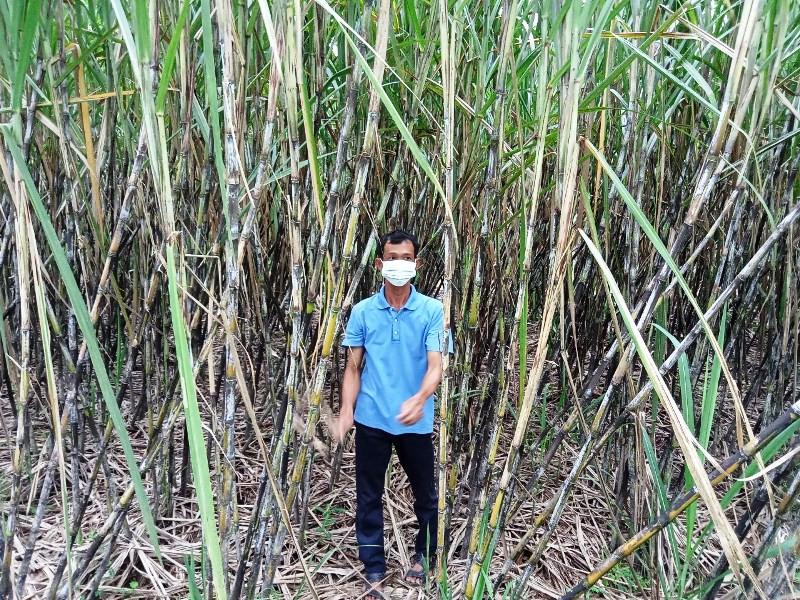 Sau nhiều năm thua lỗ, người trồng mía ở Hậu Giang đang kỳ vọng vào vụ mía này.