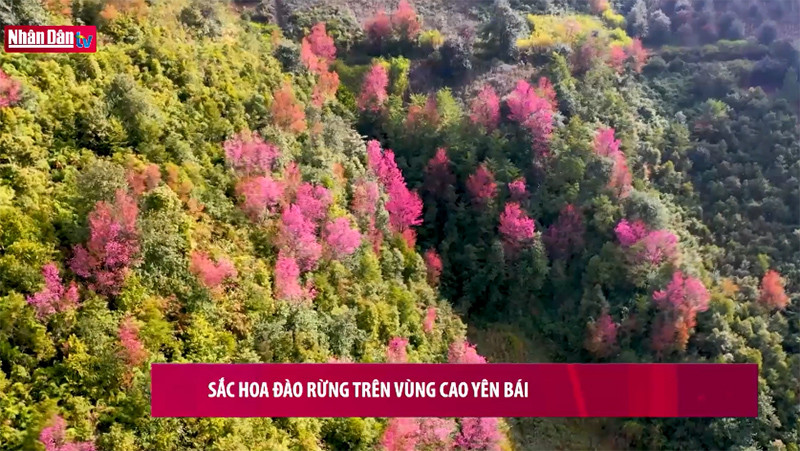 Sắc đào rừng Yên Bái