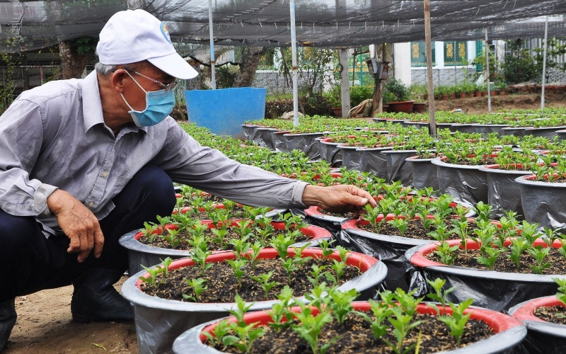 Ông Trương Văn Nhung, ấp Hội Gia, xã Mỹ Phong, TP Mỹ Tho (Tiền Giang) chăm sóc số ít hoa cúc Hà Lan mà gia đình trồng được.