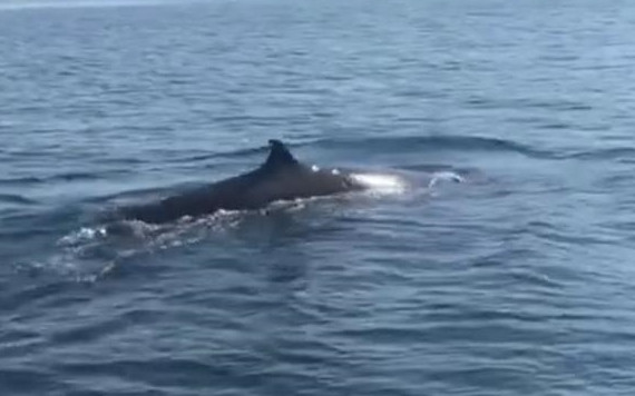 Cá voi xuất hiện ở vùng biển Cù Lao Chàm.