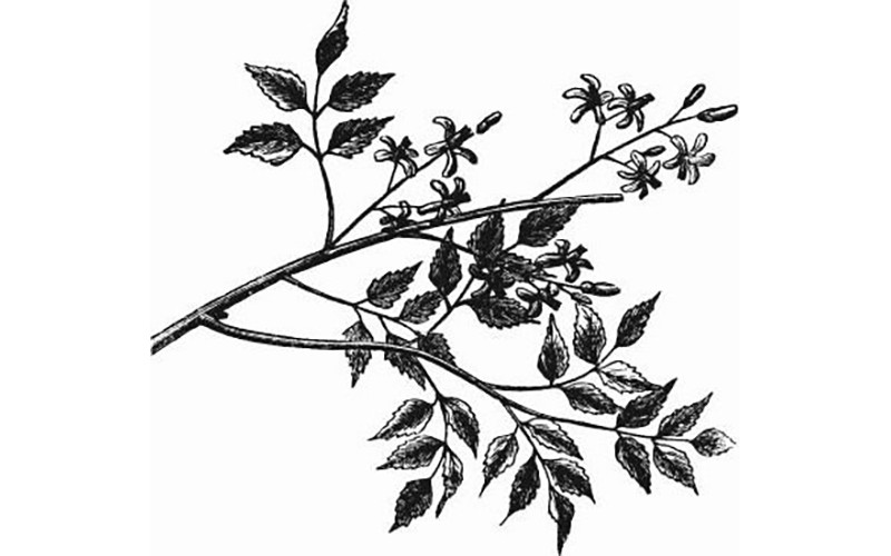 Uống rượu ngày xuân