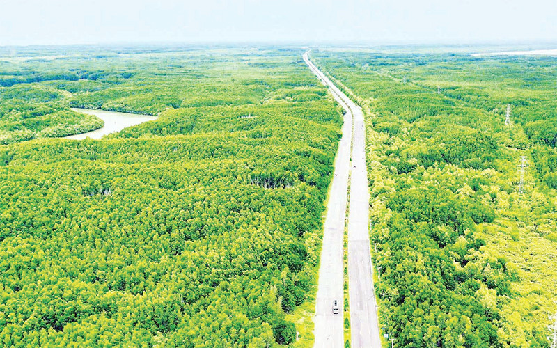 Khu dự trữ sinh quyển rừng ngập mặn Cần Giờ (huyện Cần Giờ) - lá phổi xanh của TP Hồ Chí Minh.